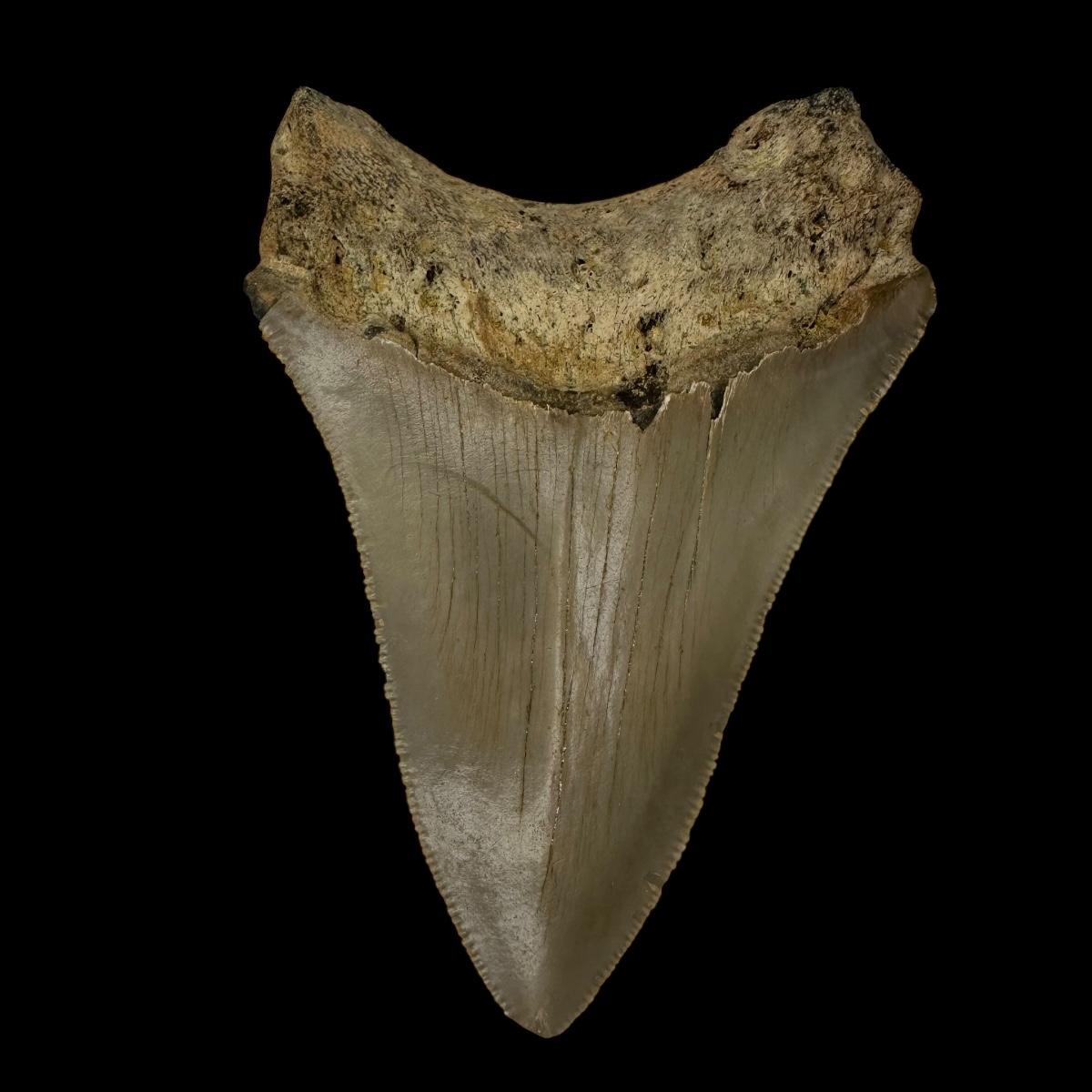 3.65" Serrated Megalodon Tooth Fossil - Image 2