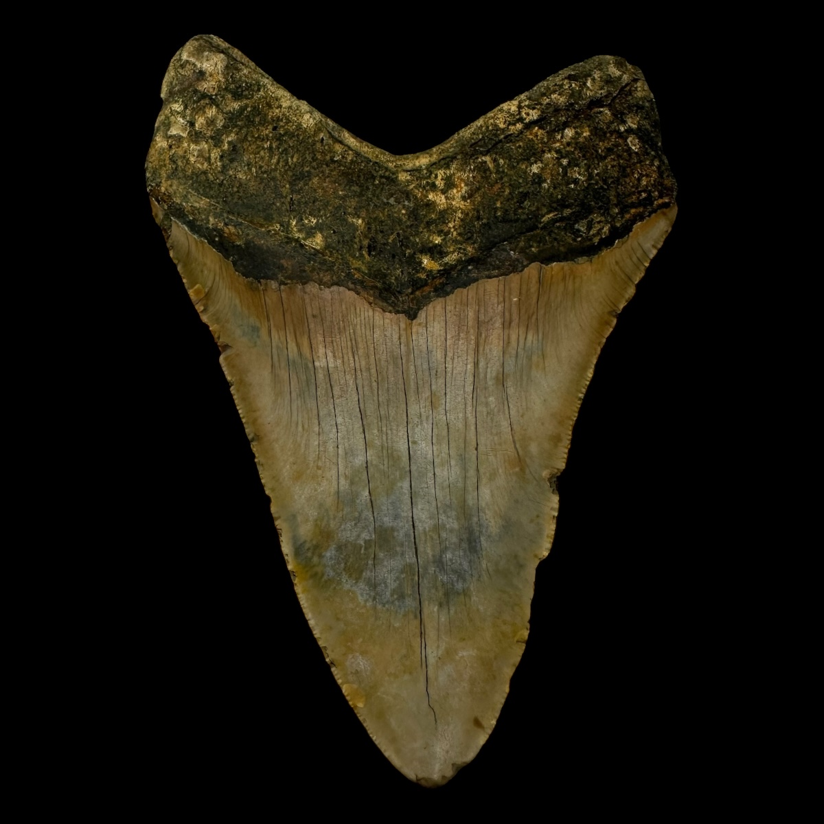 5.61" Megalodon Tooth Fossil - Image 2