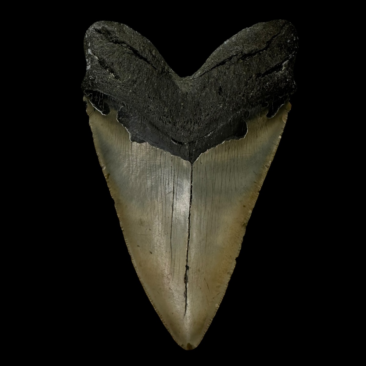 6.09" Serrated Megalodon Tooth Fossil - Image 2