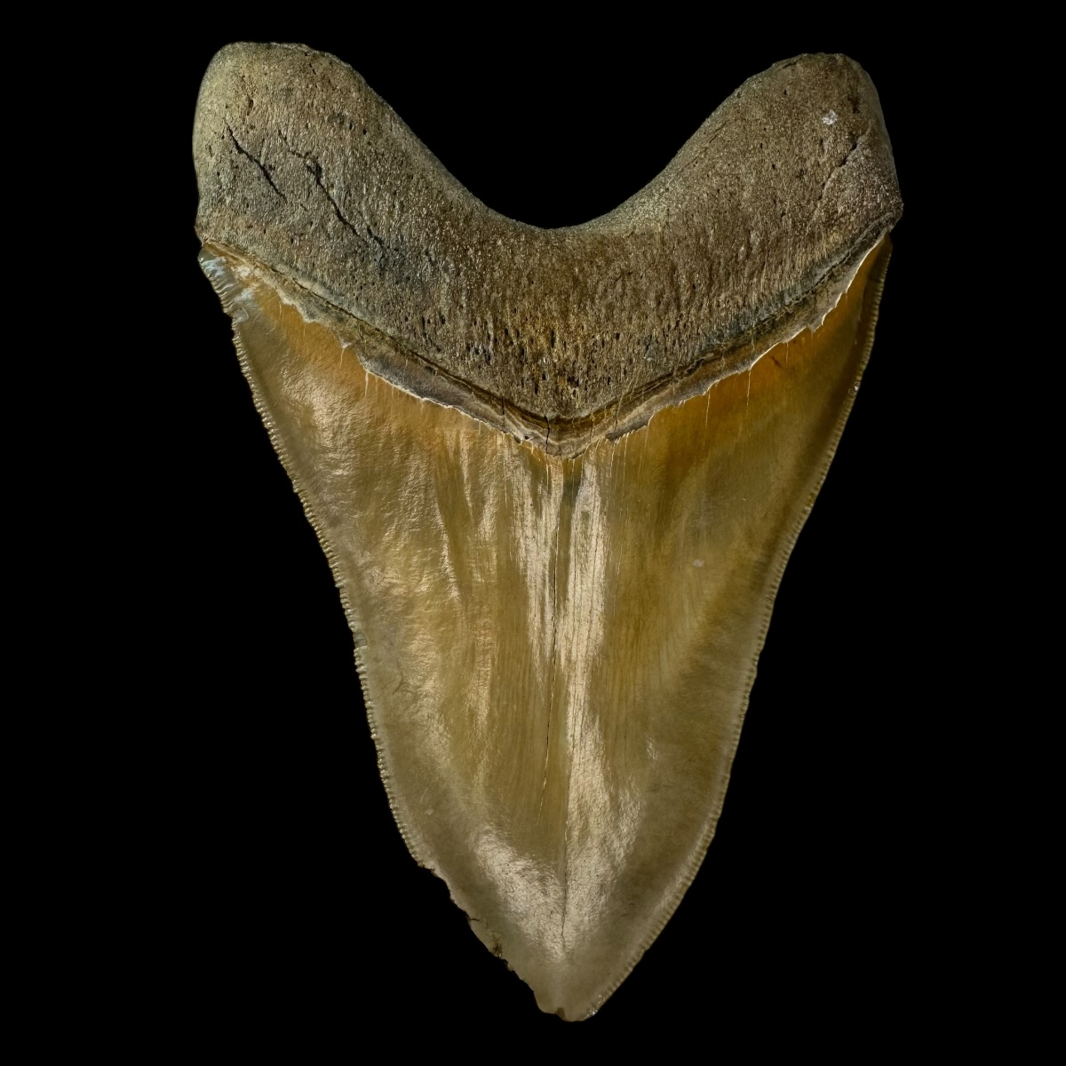 5.43" Megalodon Tooth Fossil - Feeding Damage - Image 2