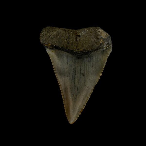 Great White Shark Tooth Fossil 1.71"
