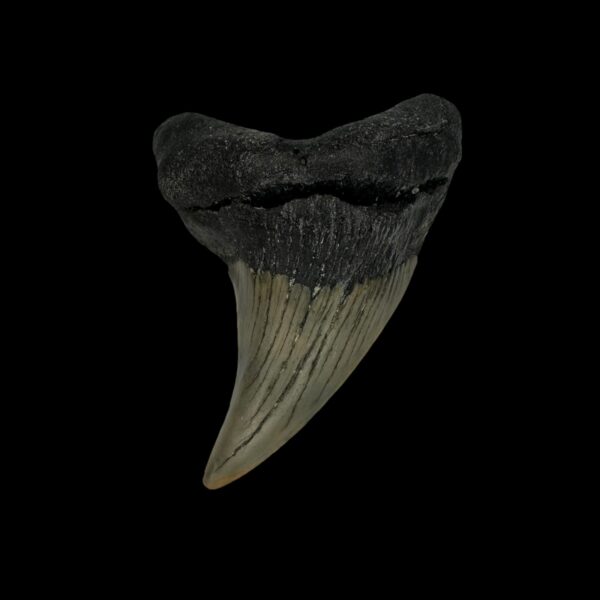 Paratodus Benedini Tooth Fossil 2.60"