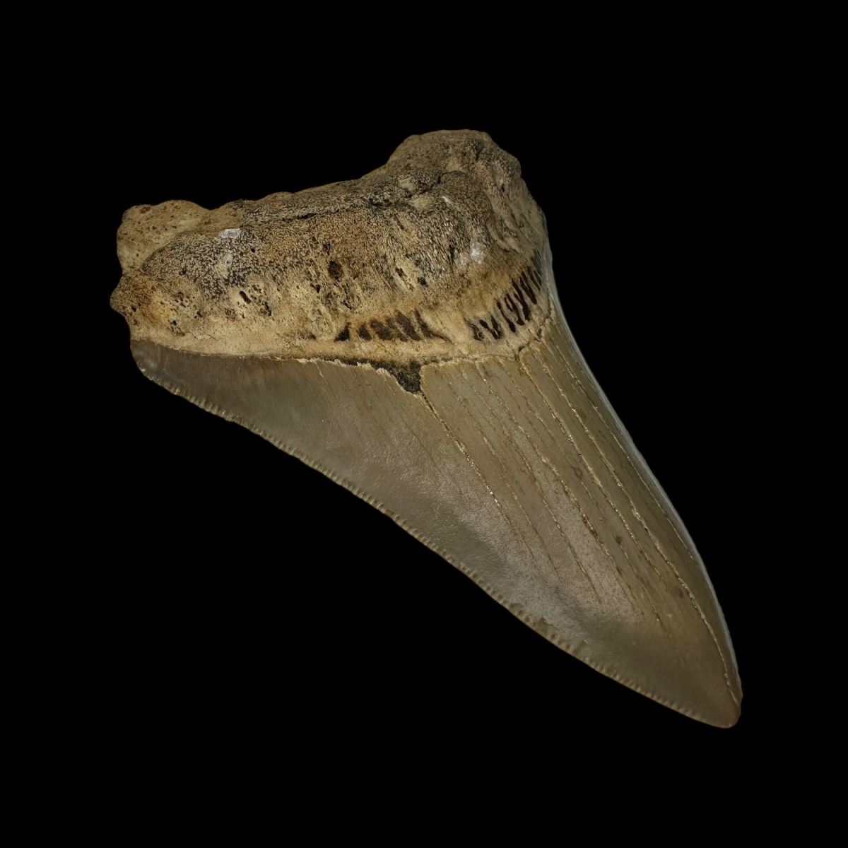 3.65" Serrated Megalodon Tooth Fossil - Image 4