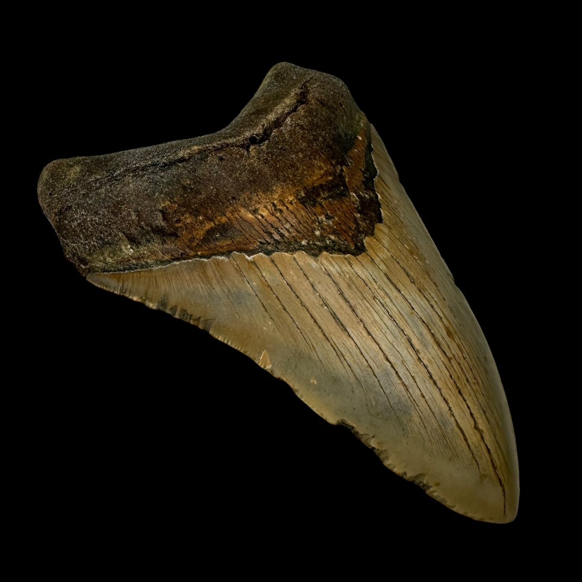 5.61" Megalodon Tooth Fossil - Image 4