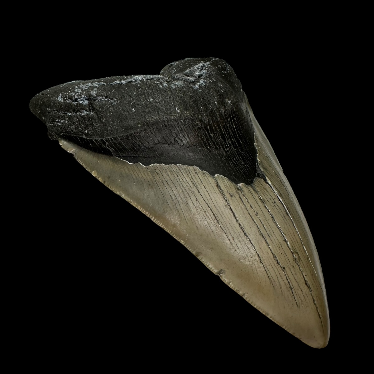 6.09" Serrated Megalodon Tooth Fossil - Image 4