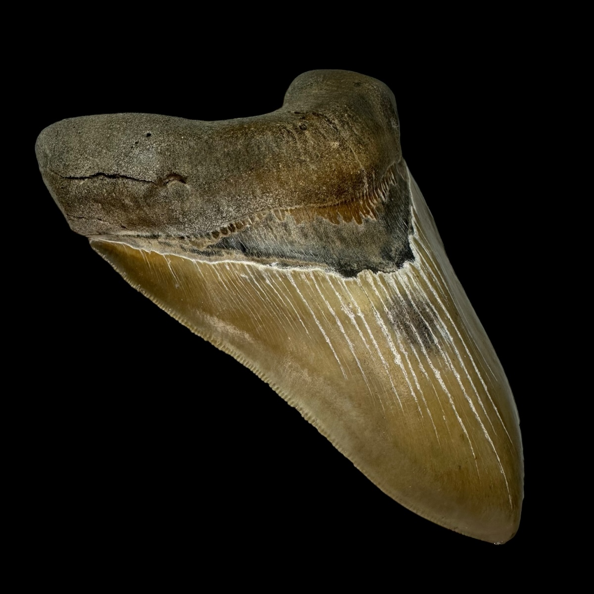 5.43" Megalodon Tooth Fossil - Feeding Damage - Image 4