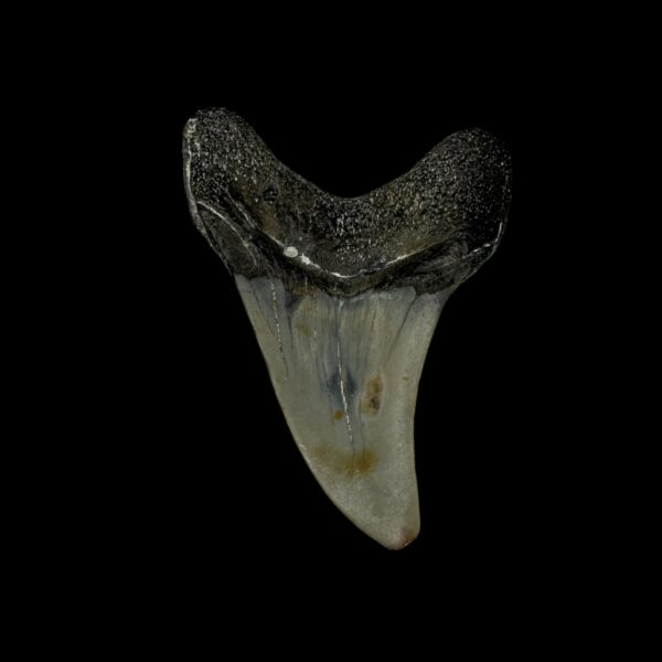 Paratodus Benedini Tooth Fossil 2.45" - Image 2