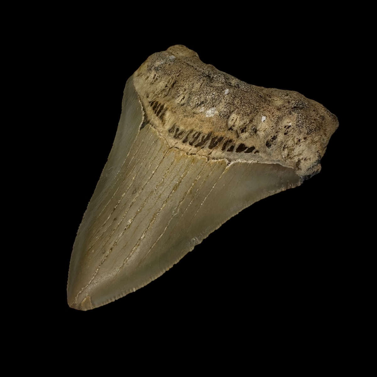3.65" Serrated Megalodon Tooth Fossil - Image 3