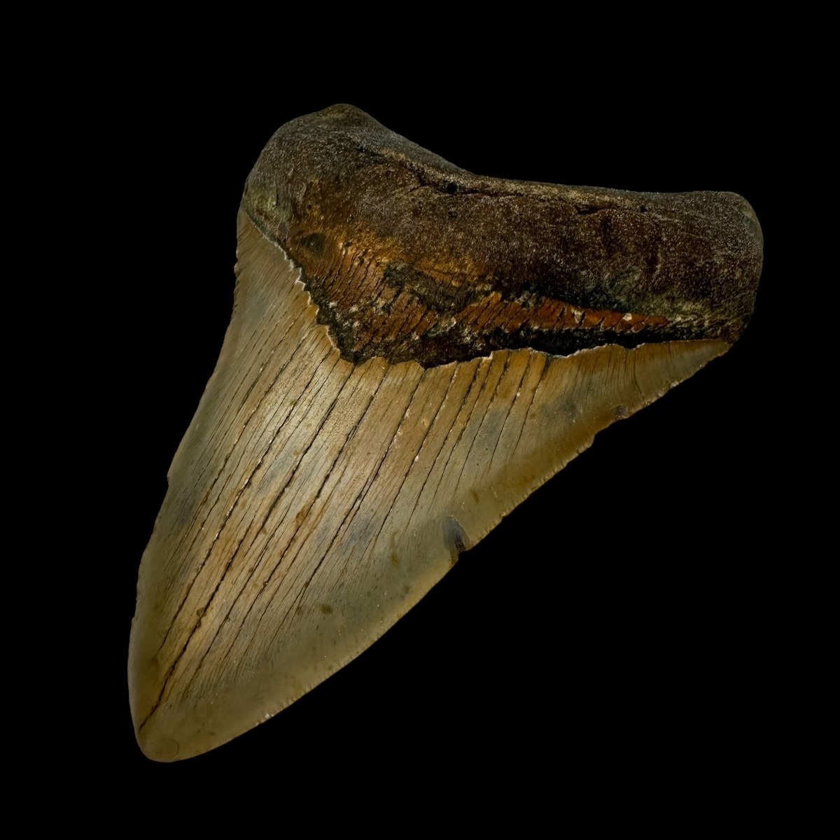 5.61" Megalodon Tooth Fossil - Image 3