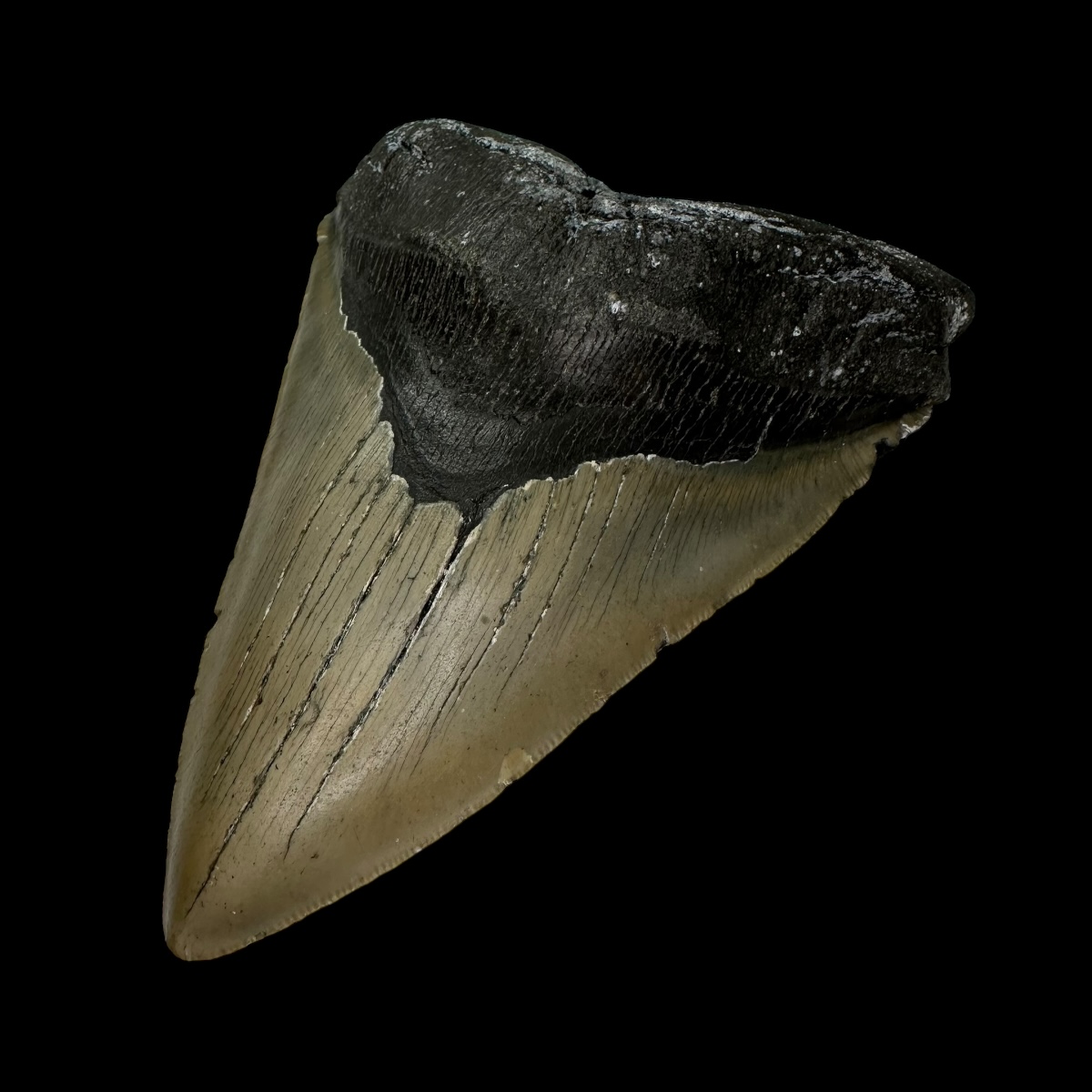 6.09" Serrated Megalodon Tooth Fossil - Image 3