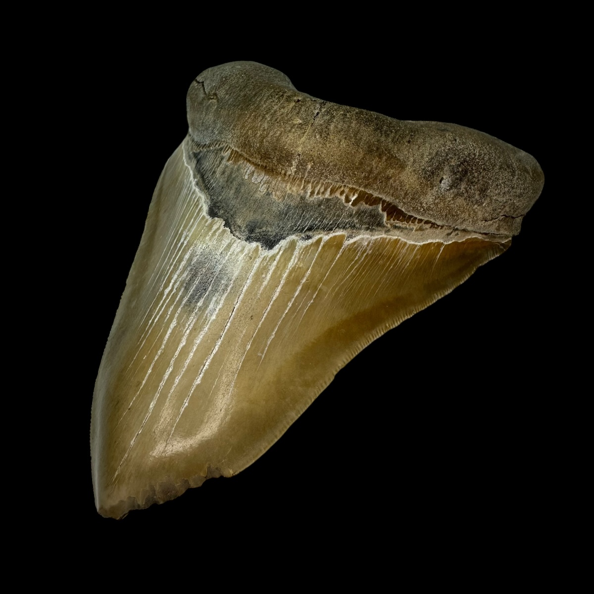 5.43" Megalodon Tooth Fossil - Feeding Damage - Image 3