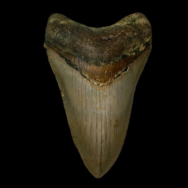 4.51" Megalodon Tooth Fossil