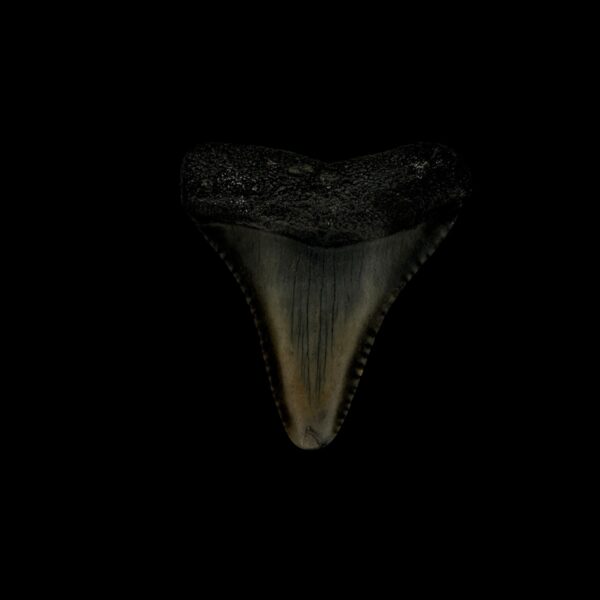 Great White Shark Tooth Fossil 1.52"