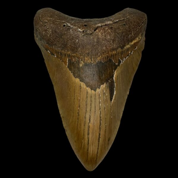 5.01" Megalodon Tooth Fossil