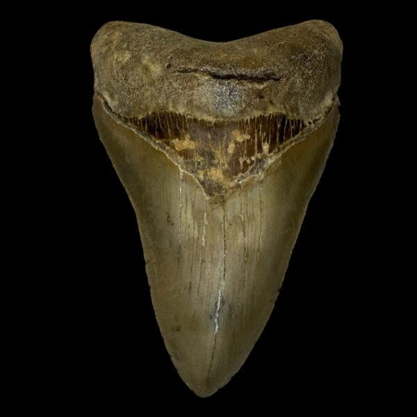 4.53" Serrated Megalodon Tooth Fossil