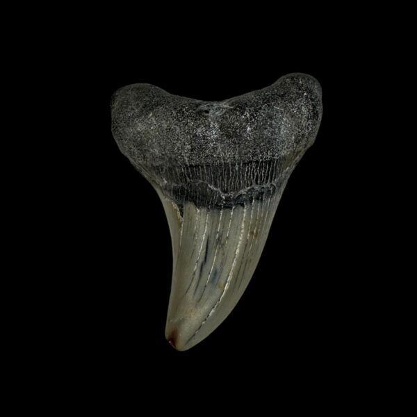 Paratodus Benedini Tooth Fossil 2.45"