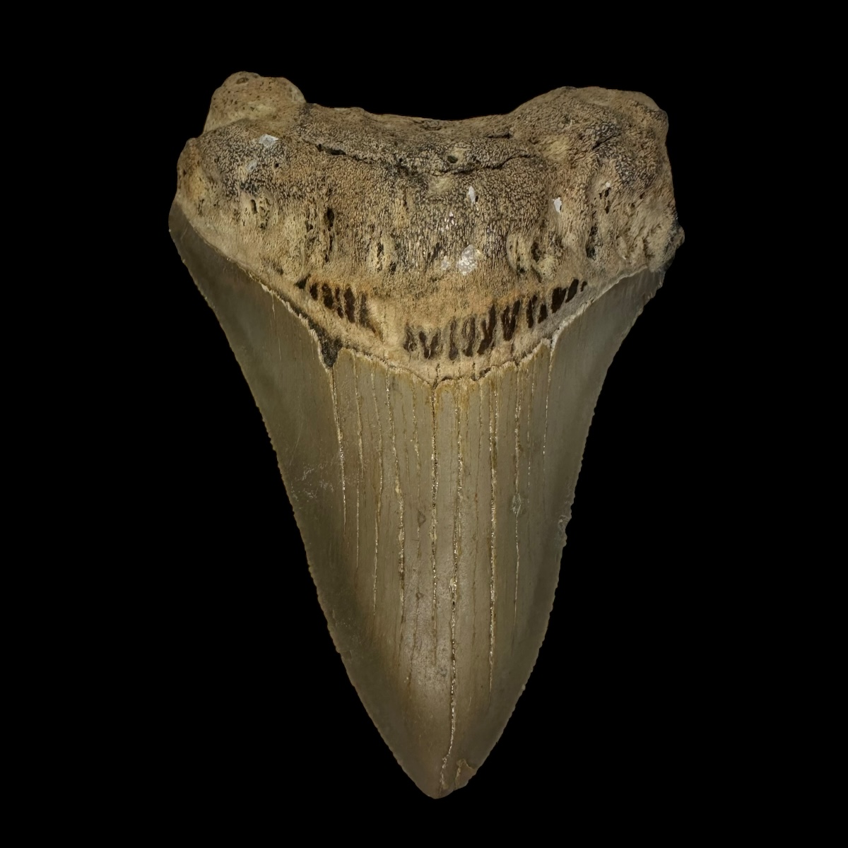 3.65" Serrated Megalodon Tooth Fossil