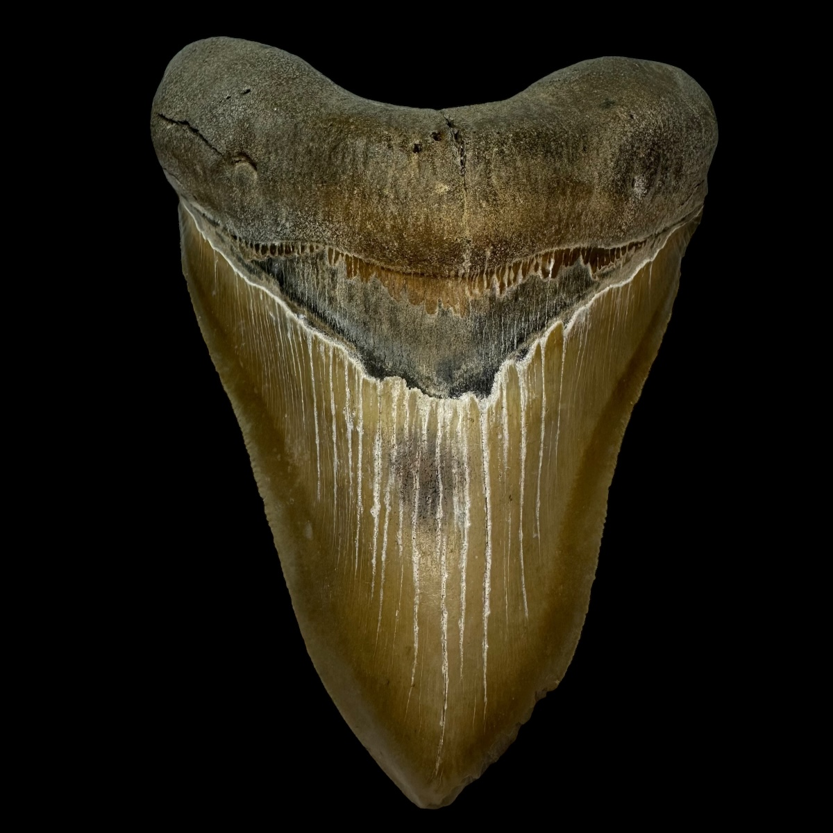 5.43" Megalodon Tooth Fossil - Feeding Damage