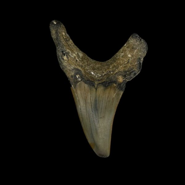 Paratodus Benedini Tooth Fossil 2.68" - Image 2