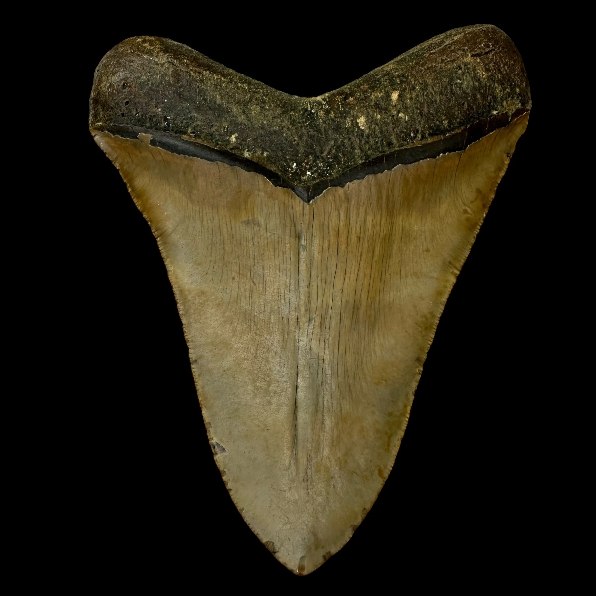 5.58" Megalodon Tooth Fossil - Image 2