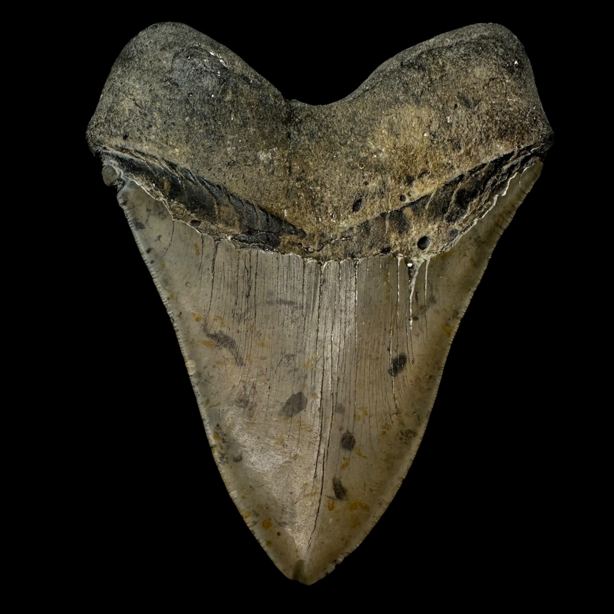 5.94" Megalodon Tooth Fossil - Image 2