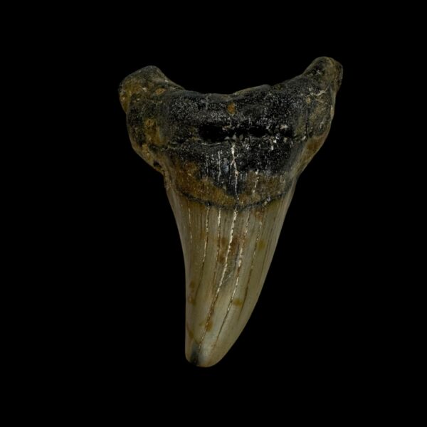 Paratodus Benedini Tooth Fossil 2.68"