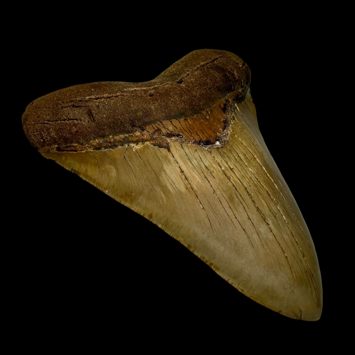 5.58" Megalodon Tooth Fossil - Image 4