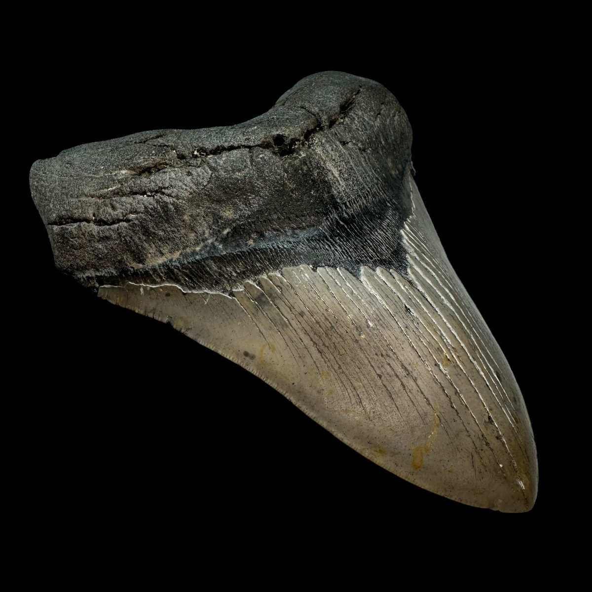 5.94" Megalodon Tooth Fossil - Image 4