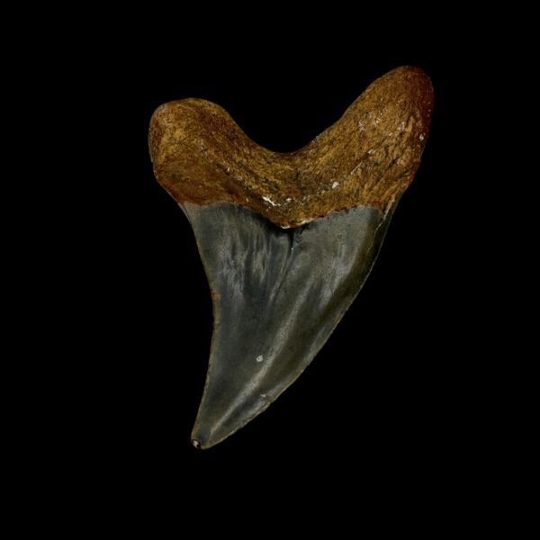 Paratodus Benedini Tooth Fossil 2.61" - Image 2