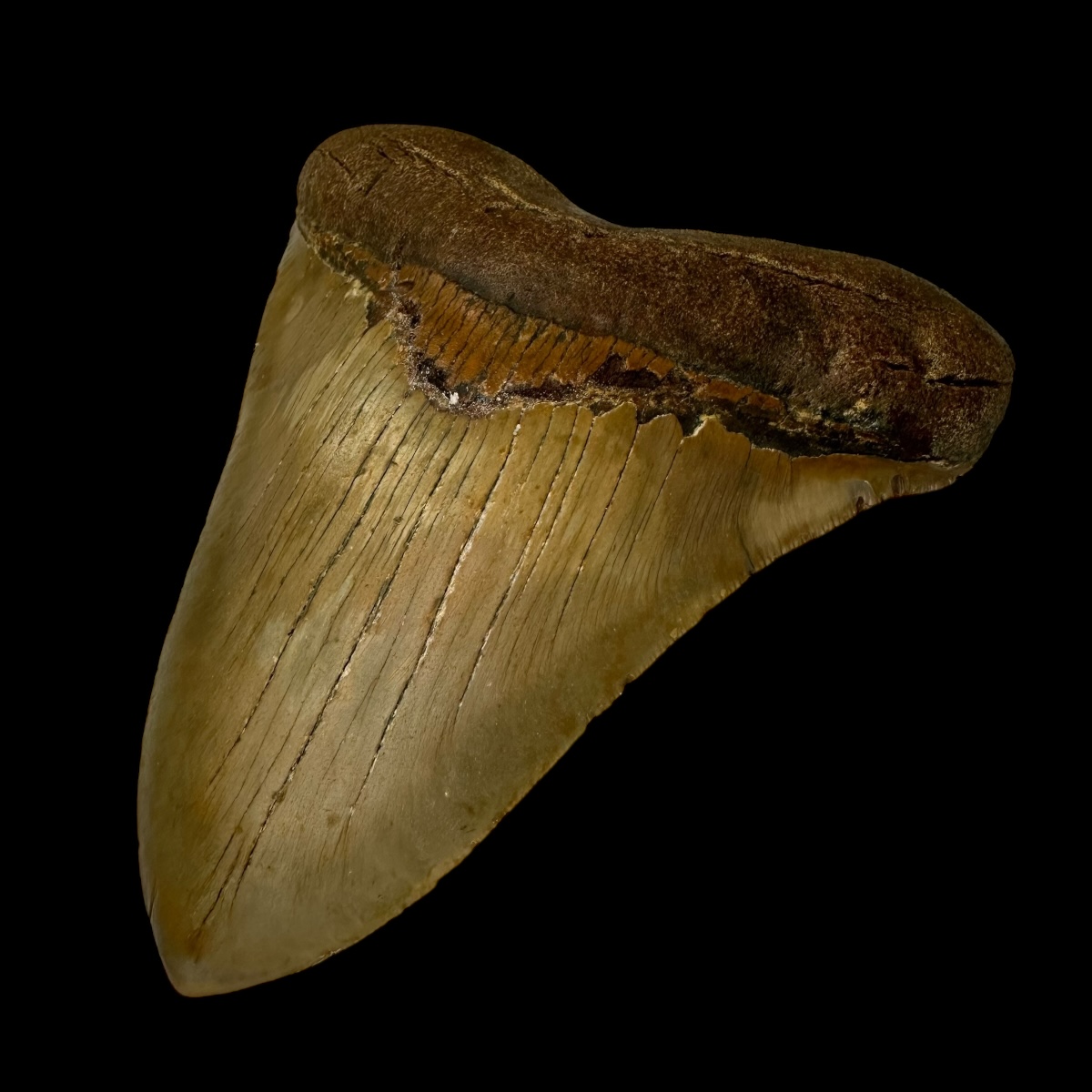 5.58" Megalodon Tooth Fossil - Image 3
