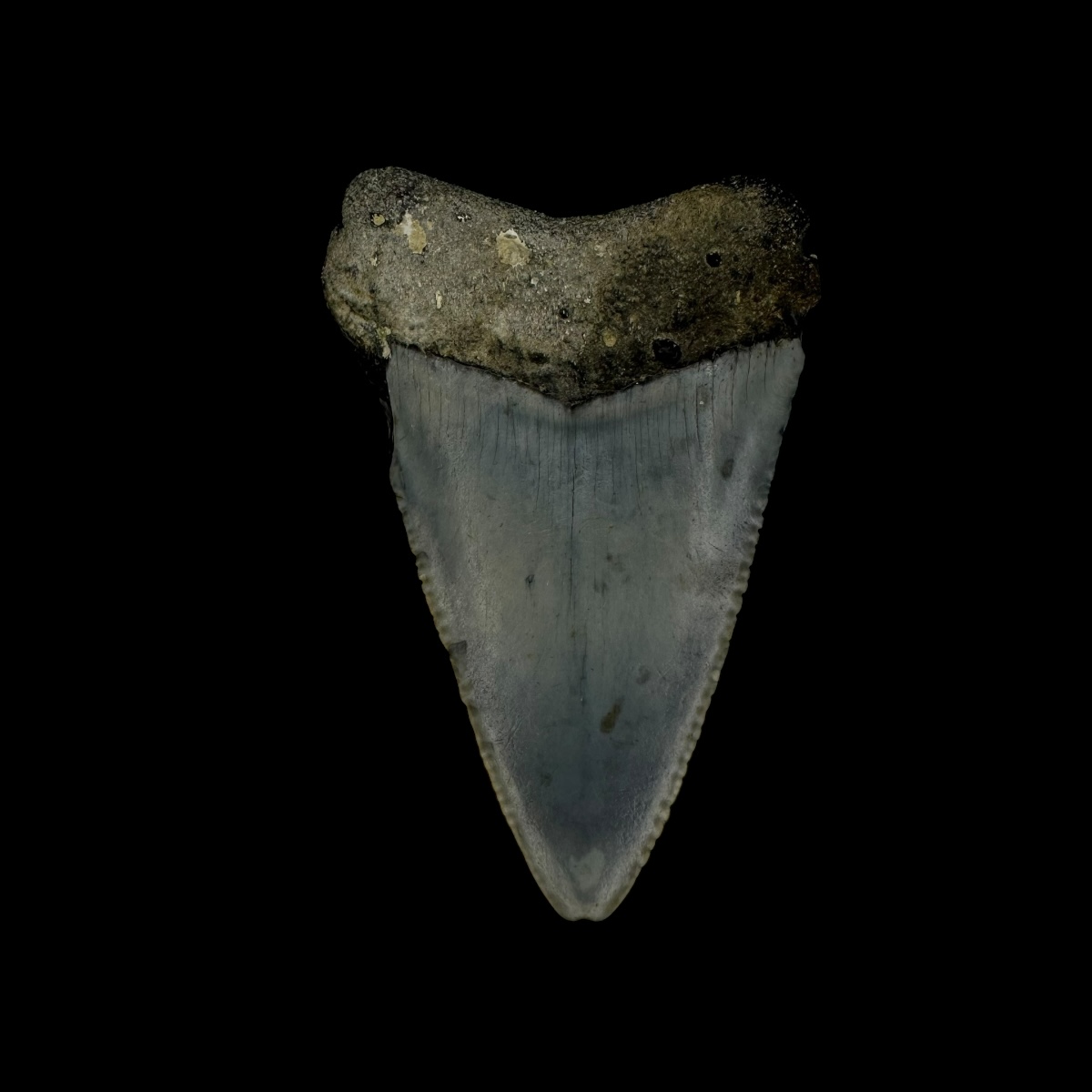 Great White Tooth Fossil 2.19" - Image 2