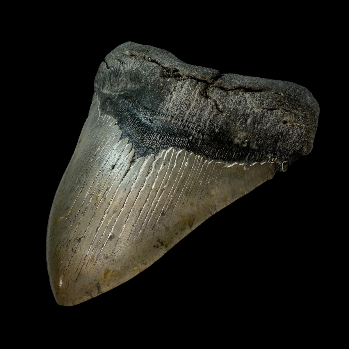 5.94" Megalodon Tooth Fossil - Image 3