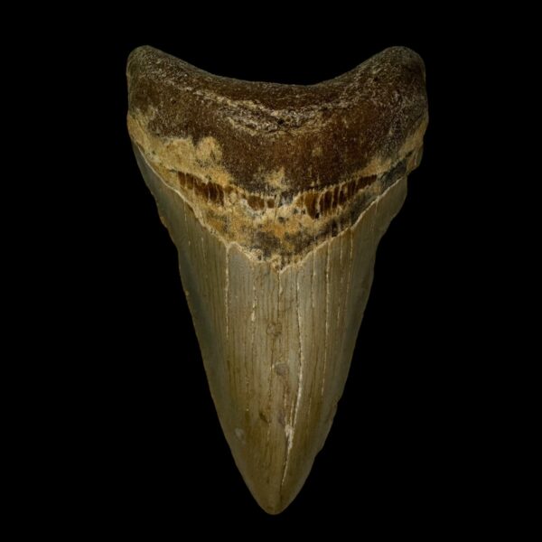 3.90" Megalodon Tooth Fossil