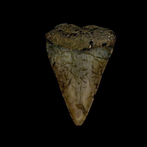 Great White Shark Tooth Fossil 2.12"