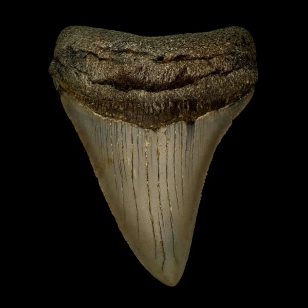 3.58" Megalodon Tooth Fossil