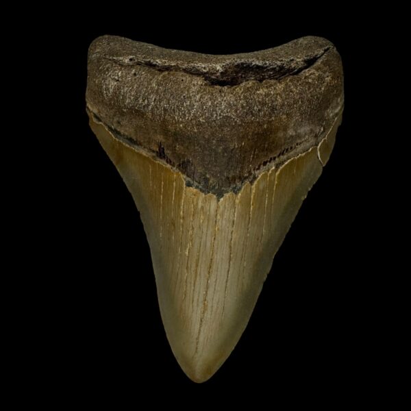 3.98" Megalodon Tooth Fossil