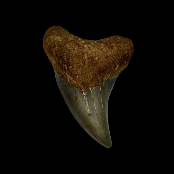 Paratodus Benedini Tooth Fossil 2.61"