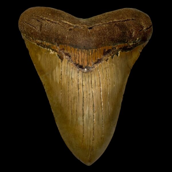 5.58" Megalodon Tooth Fossil