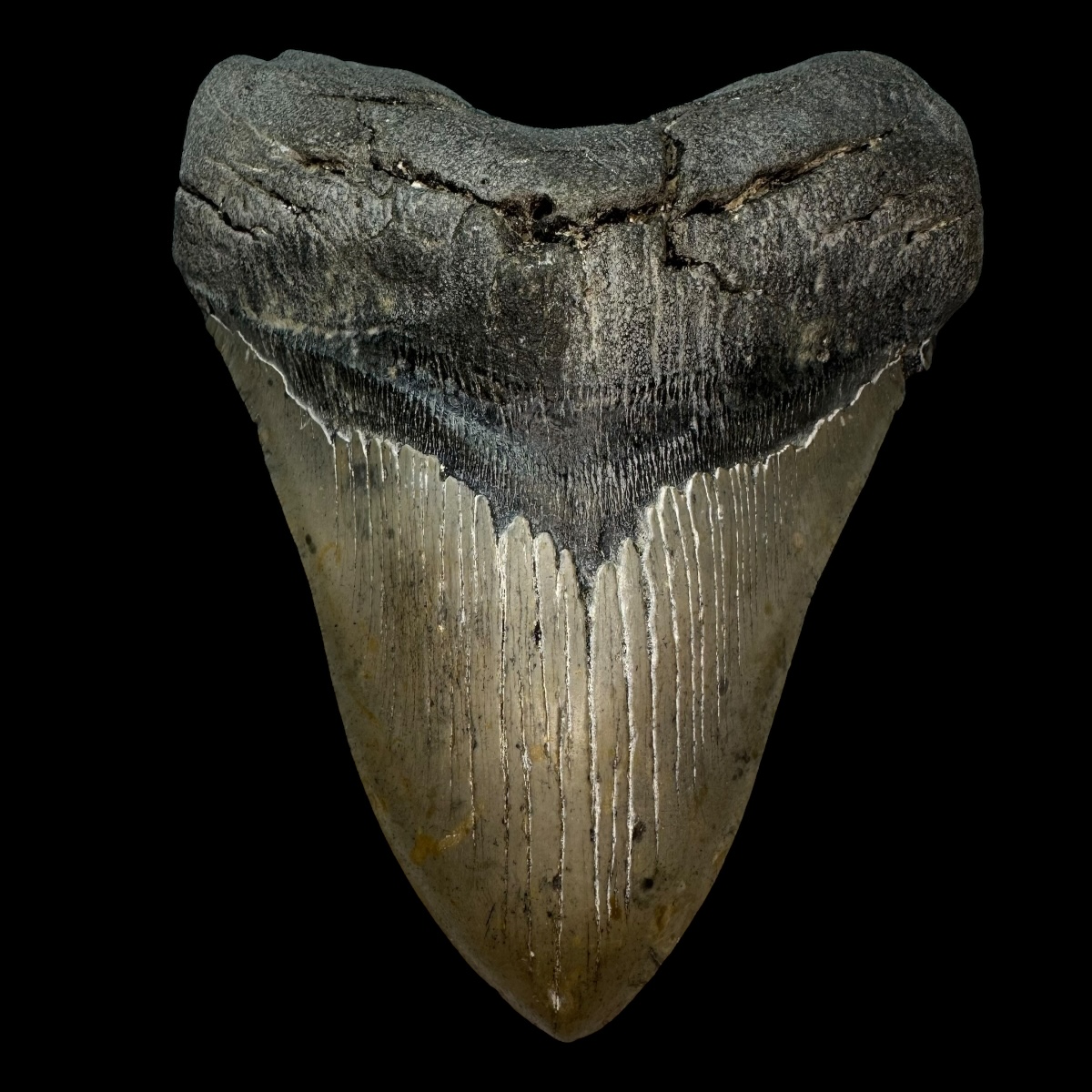 5.94" Megalodon Tooth Fossil
