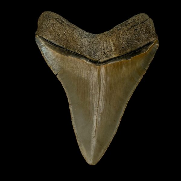 3.70" Serrated Megalodon Tooth Fossil - Image 2
