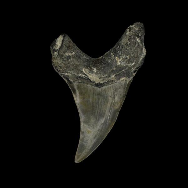 Paratodus Benedini Tooth Fossil 2.84" - Image 2