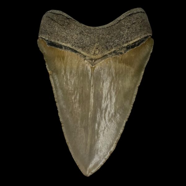 4.51" Serrated Megalodon Tooth Fossil - Image 2