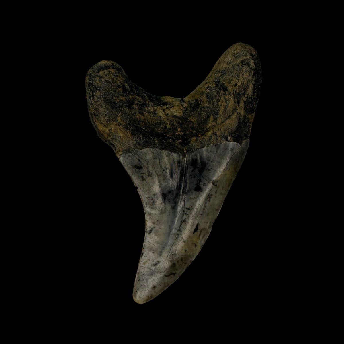 Paratodus Benedini Tooth Fossil 2.61" - Image 2