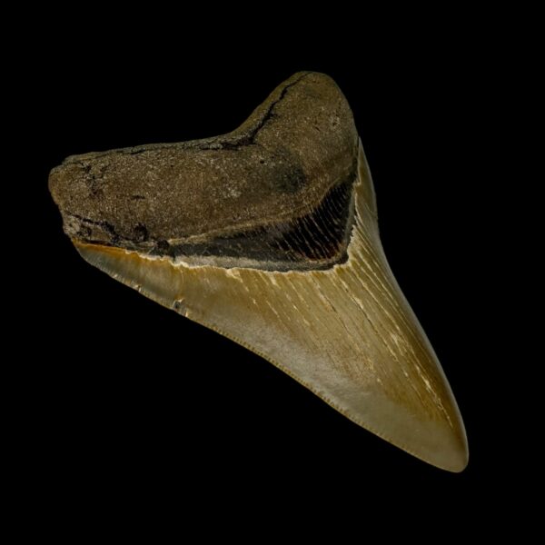 3.70" Serrated Megalodon Tooth Fossil - Image 4