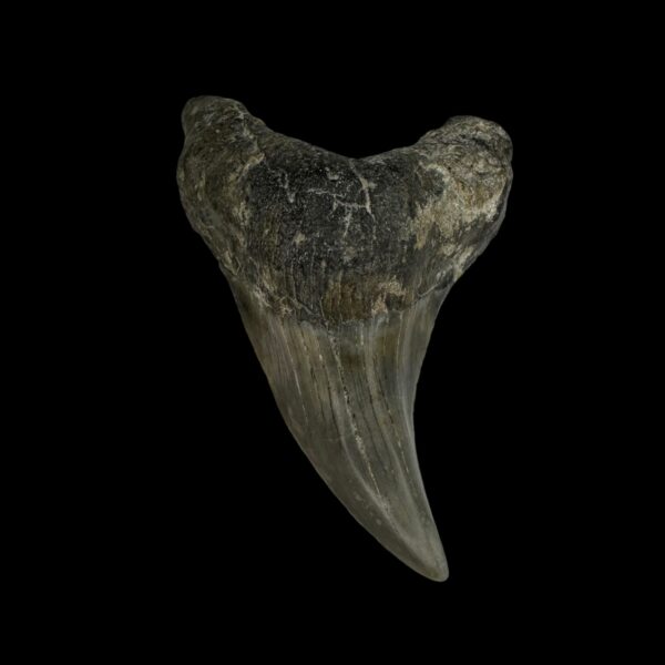 Paratodus Benedini Tooth Fossil 2.84"