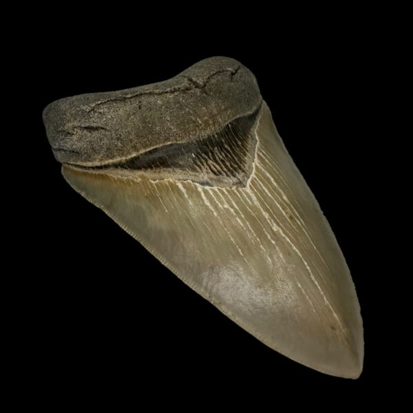 4.51" Serrated Megalodon Tooth Fossil - Image 4