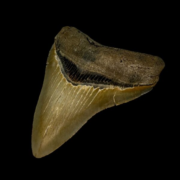 3.70" Serrated Megalodon Tooth Fossil - Image 3