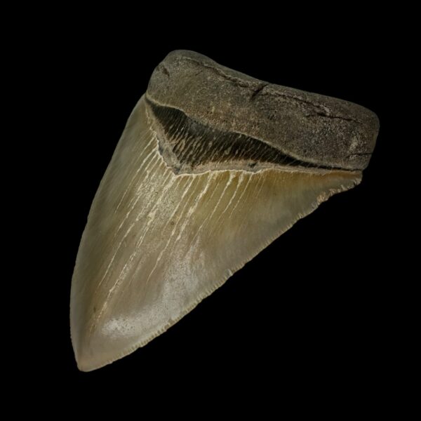 4.51" Serrated Megalodon Tooth Fossil - Image 3
