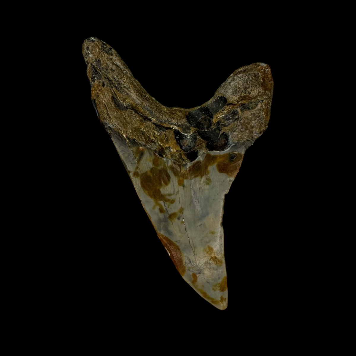 Paratodus Benedini Tooth Fossil 2.76" - Image 2