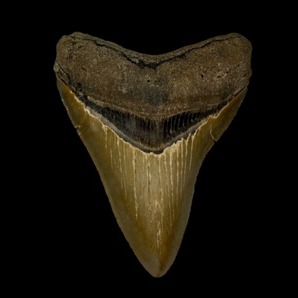 3.70" Serrated Megalodon Tooth Fossil